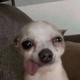 Masqueperros